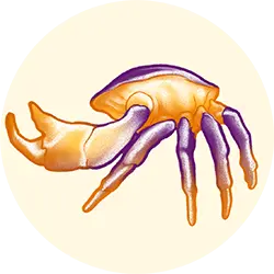 Cancer zodiac icon